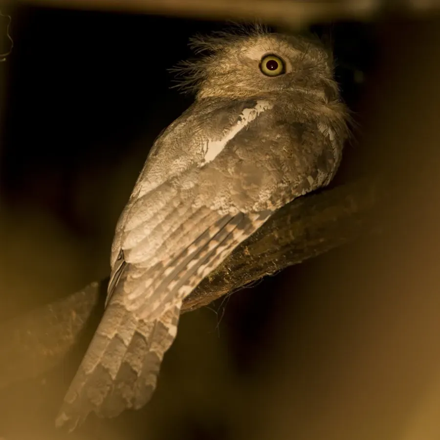 File:Blyth's Frogmouth Batrachostomus affinis (male), Khao Nor Chu Chi NP, Thailand (3470021641).jpg
