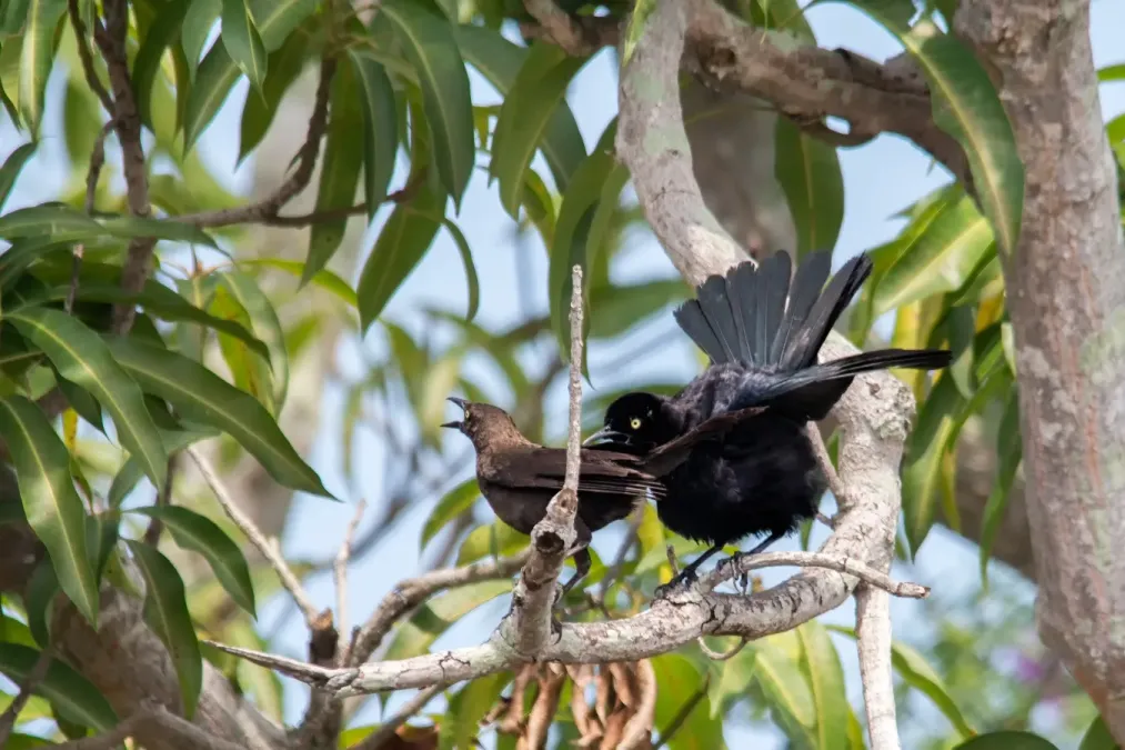 File:Carib Grackle Tordito (Quiscalus lugubris) (26492243081).jpg