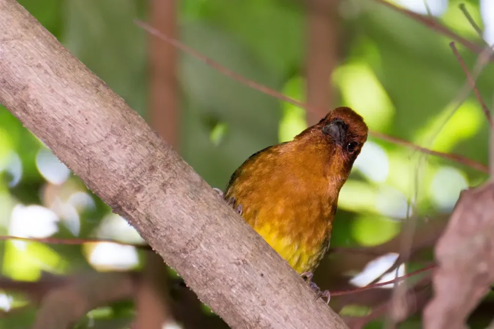 File:Ochre-breasted Brushfinch Atlapetes Ajicero (Atlapetes semirufus denisei) (25206118065).jpg