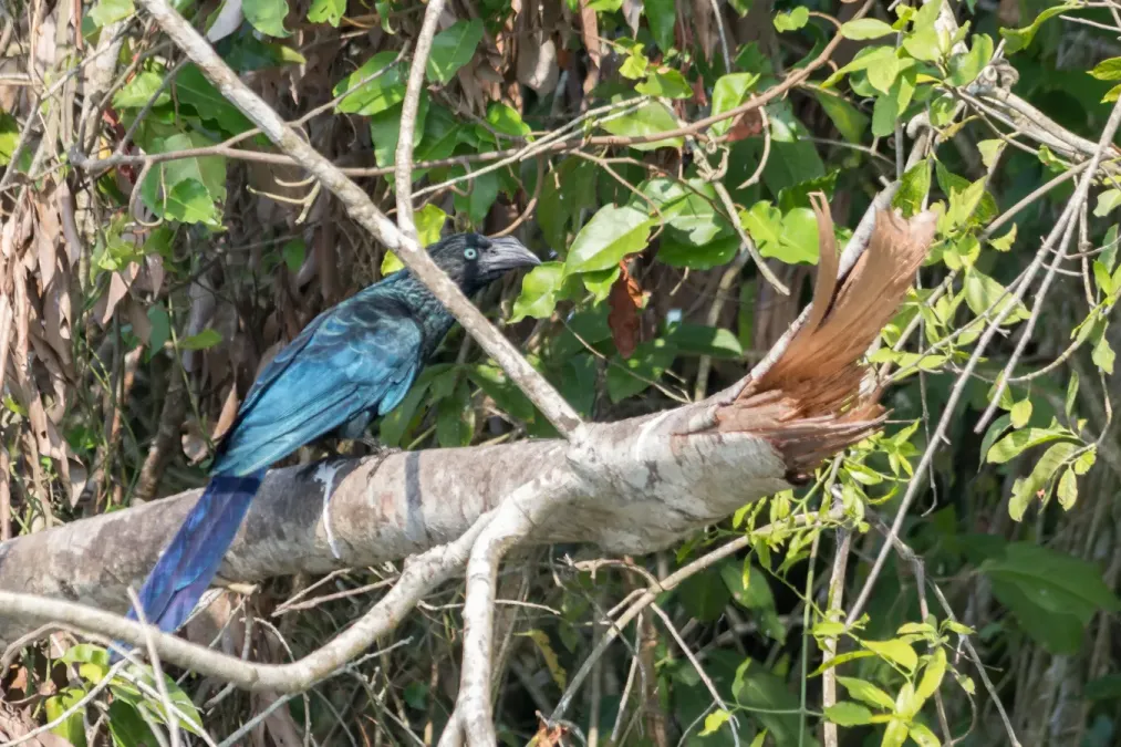 File:Greater Ani Garrapatero Hervidor (Crotophaga major) (24916733915).jpg