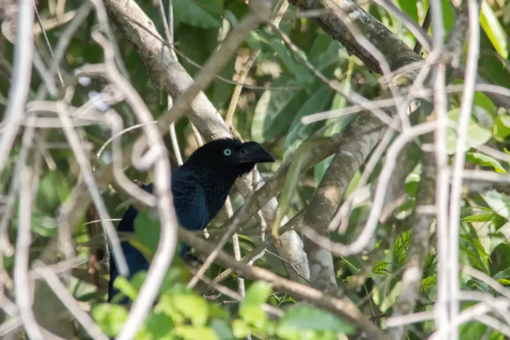 File:Greater Ani Garrapatero Hervidor (Crotophaga major) (24549094399).jpg