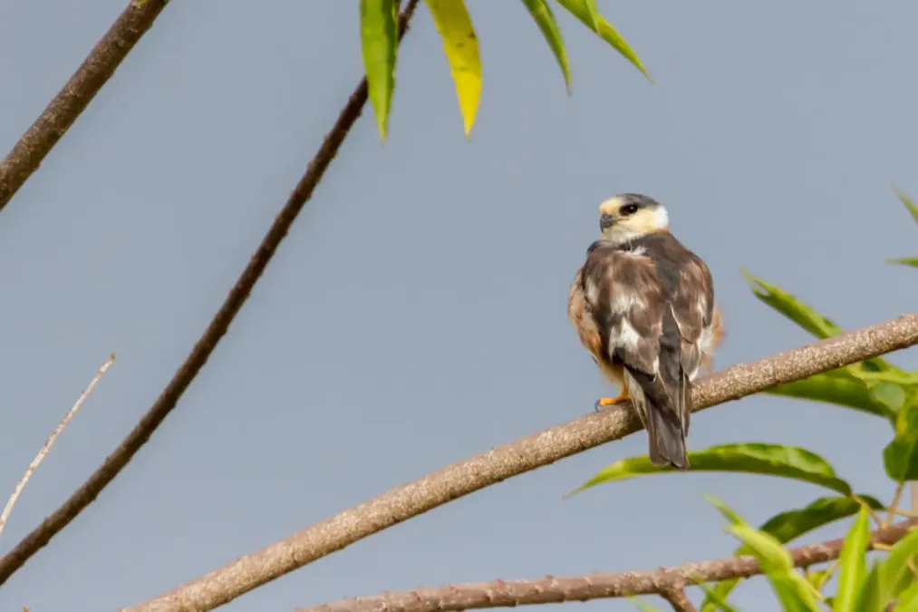 File:Pearl Kite Cernícalo (Gampsonyx swainsonii leonae) (22507163253).jpg