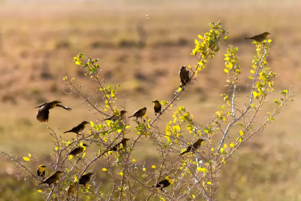 File:Yellow-hooded Blackbird Turpial de agua (Chrysomus icterocephalus) (9812164786).jpg
