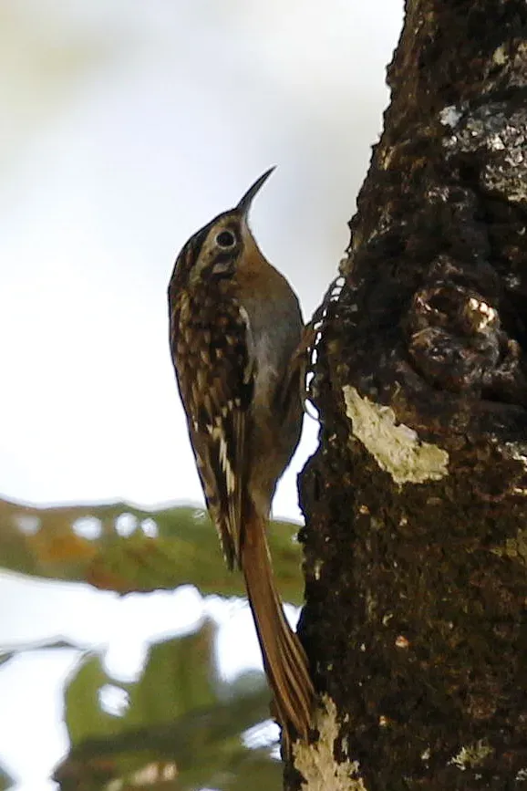 File:Certhia manipurensis, Myanmar (33907435354).jpg