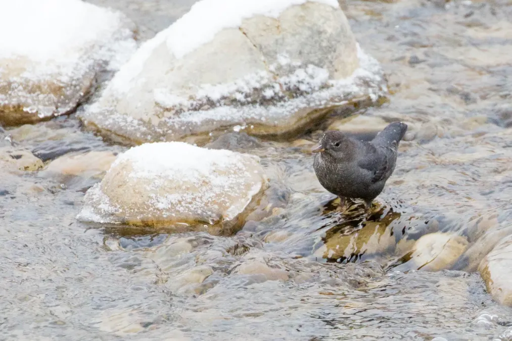 File:Cinclus mexicanus (45088892045).jpg