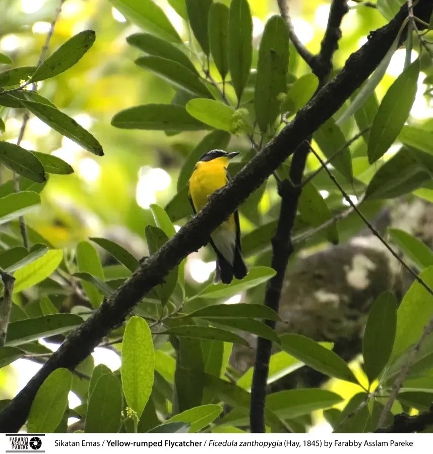 File:Sikatan Emas (Ficedula zanthopygia).jpg