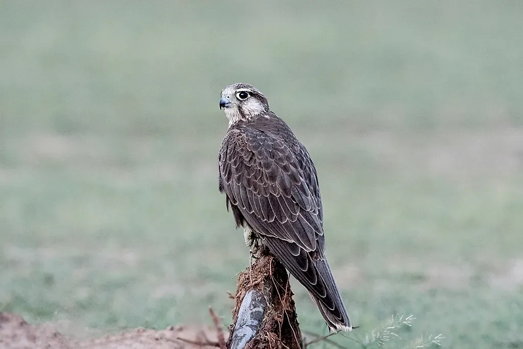 File:Laggar Falcon (Falco jugger) (36437782285).jpg