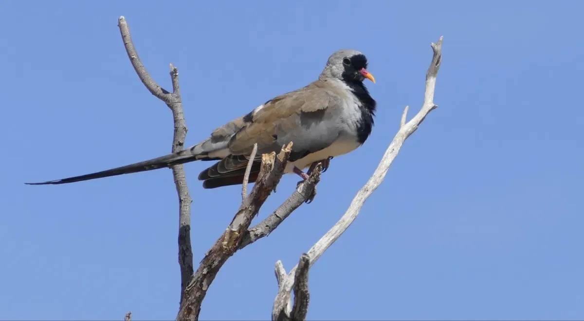 File:Namaqua Dove (Oena capensis) male ... (46054777052).jpg