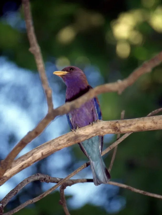 File:Broad-billed Roller (Eurystomus glaucurus) (44635390054).jpg