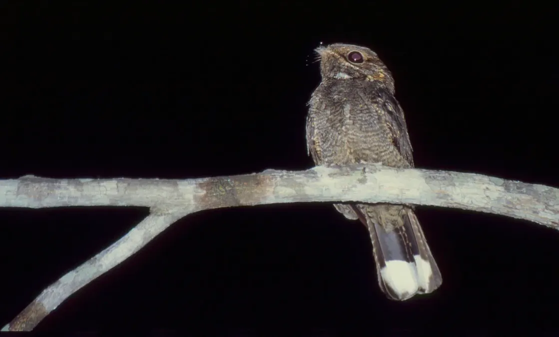 File:Madagascar Nightjar (Caprimulgus madagascariensis) (43569916510).jpg