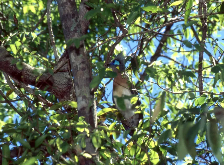 File:Crested Coua (Coua cristata) (30418350487).jpg