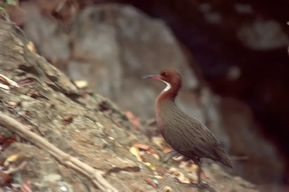 File:White-throated Rail (Dryolimnas cuvieri) fuzzy picture ... (44541010004).jpg