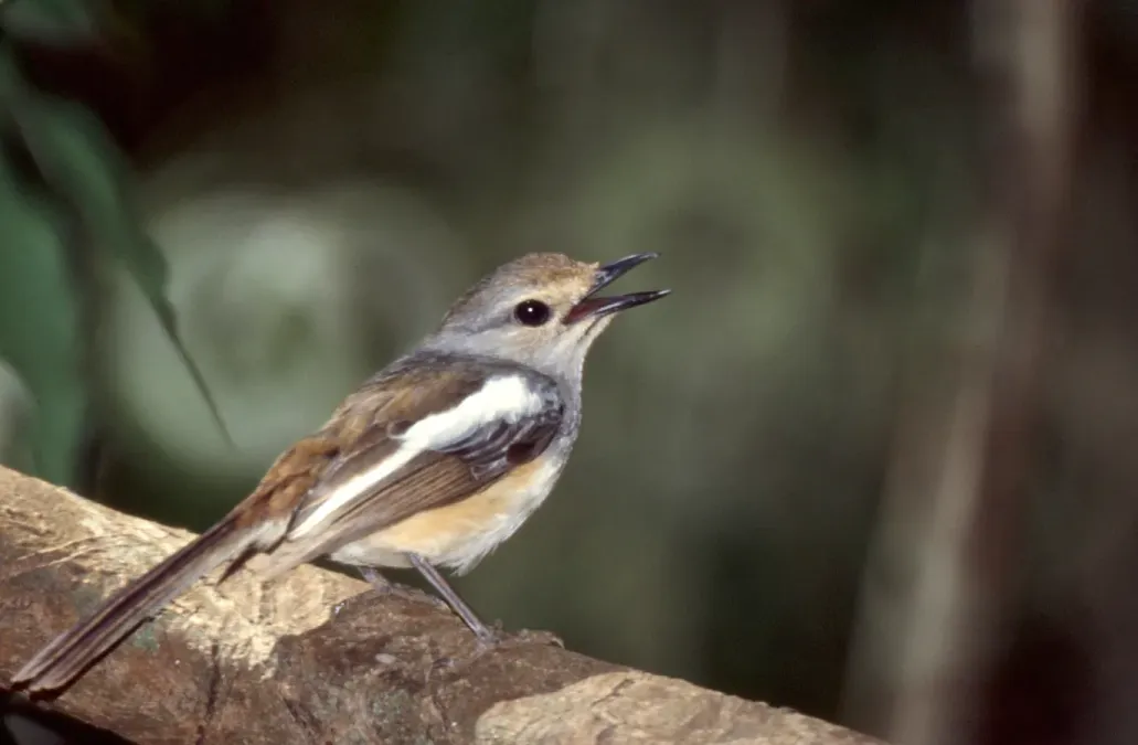 File:Madagascar Magpie-Robin (Copsychus albospecularis) female calling ... (45244251411).jpg