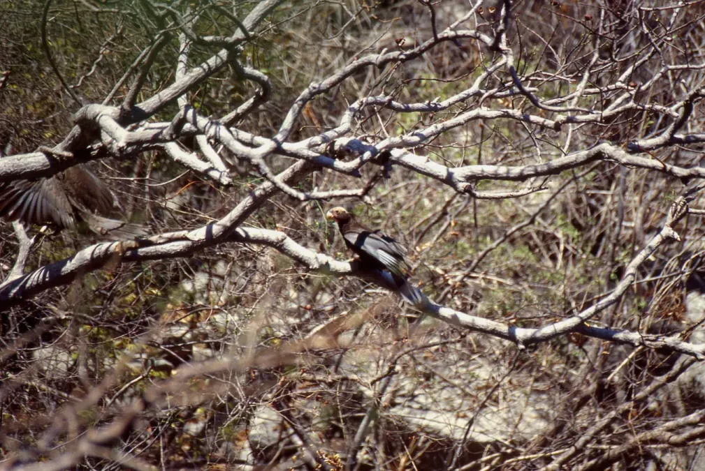 File:Greater Vasa Parrots (Coracopsis vasa) (45178672182).jpg