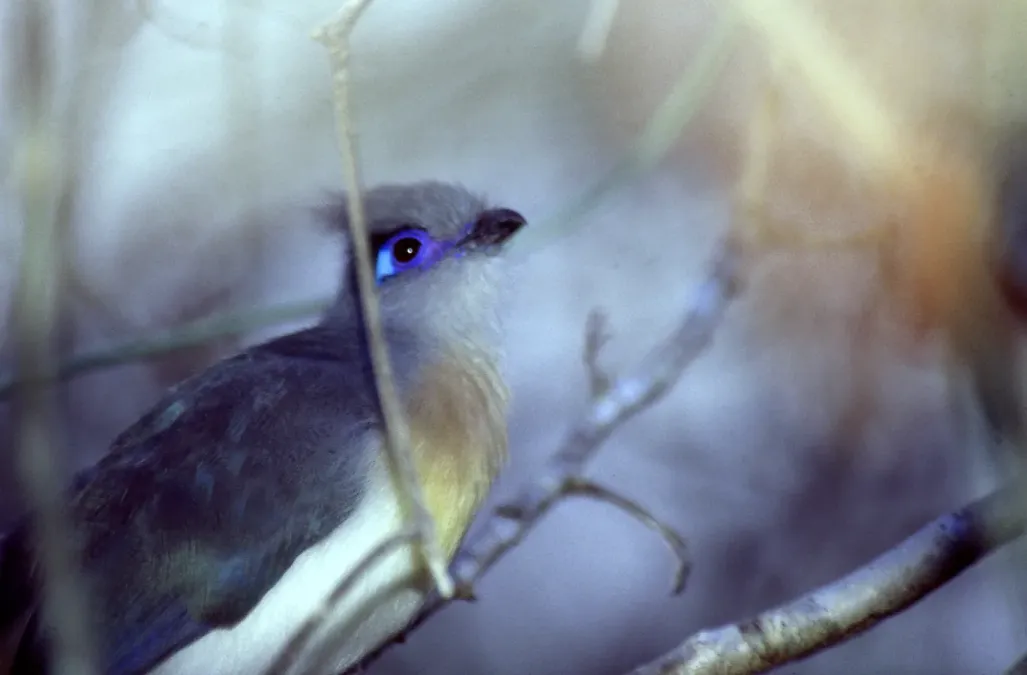File:Crested Coua (Coua cristata) (43307730230).jpg