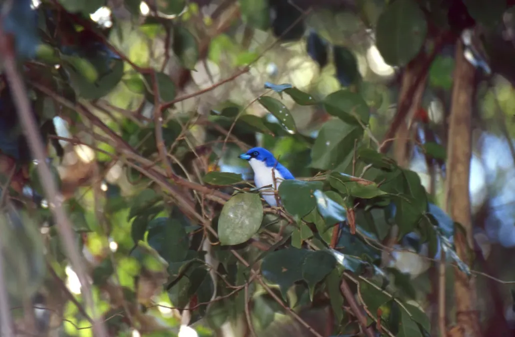 File:Blue Vanga (Cyanolanius madagascarinus) (45121645431).jpg