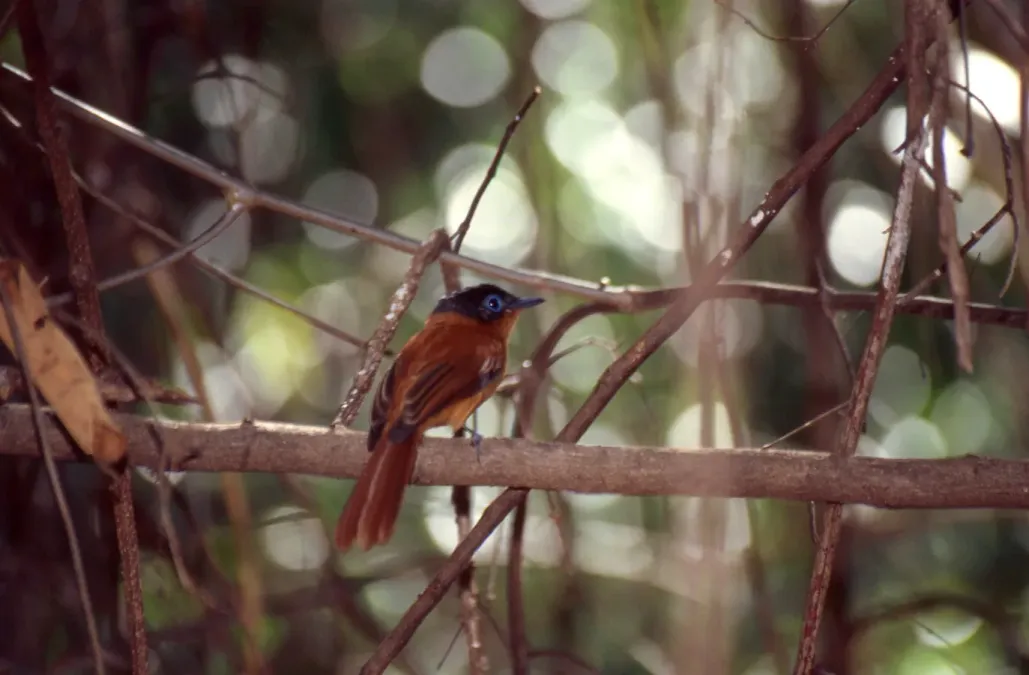 File:Malagasy Paradise Flycatcher (Terpsiphone mutata) female ... (45178460522).jpg