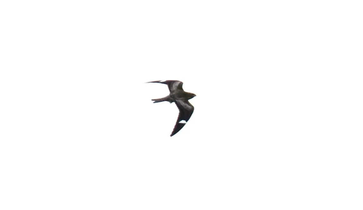 File:Common Nighthawk (Chordeiles minor) (38771153295).jpg