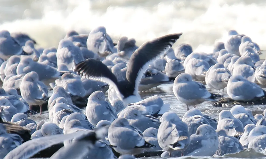File:Slaty-bcked Gull (Larus schistisagus) (31842346224).jpg
