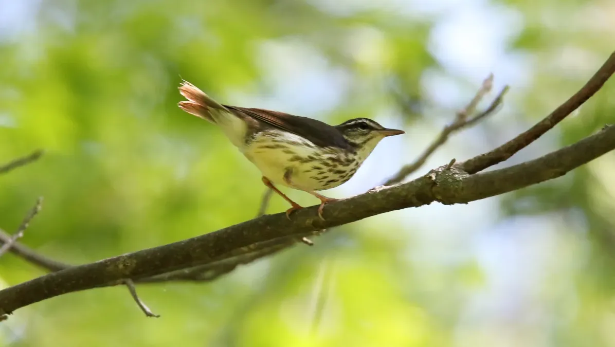 File:Louisiana Waterthrush (Parkesia motacilla) (30117012420).jpg