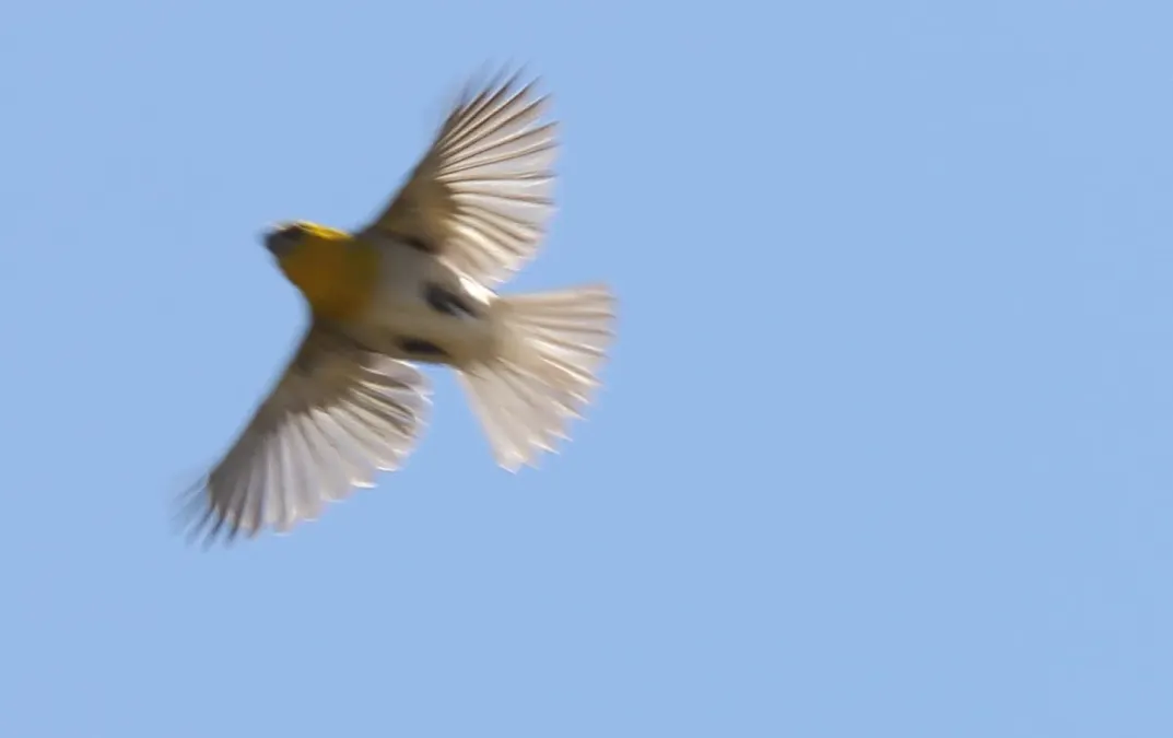 File:Palila (Loxioides bailleui) (26398948881).jpg