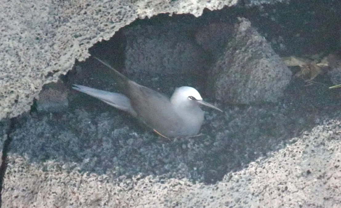 File:Black Noddy (Anous minutus melanogenys) (1) (25862019933).jpg