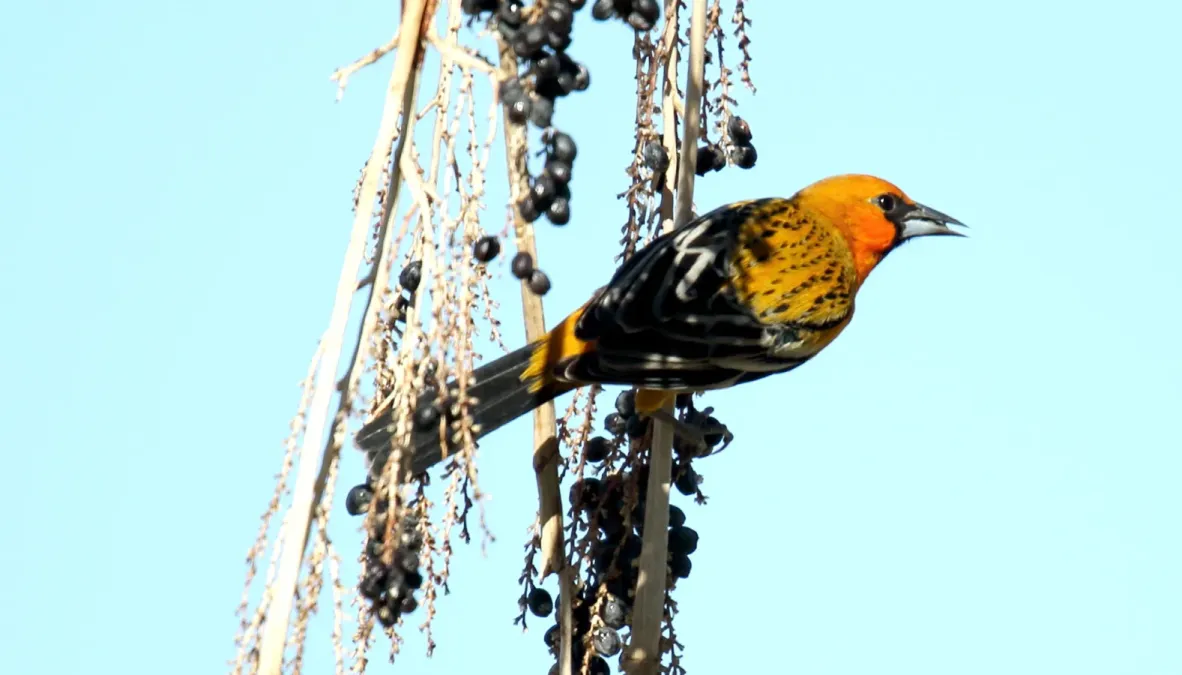File:Streak-backed Oriole (Icterus pustulatus) (25789374436).jpg