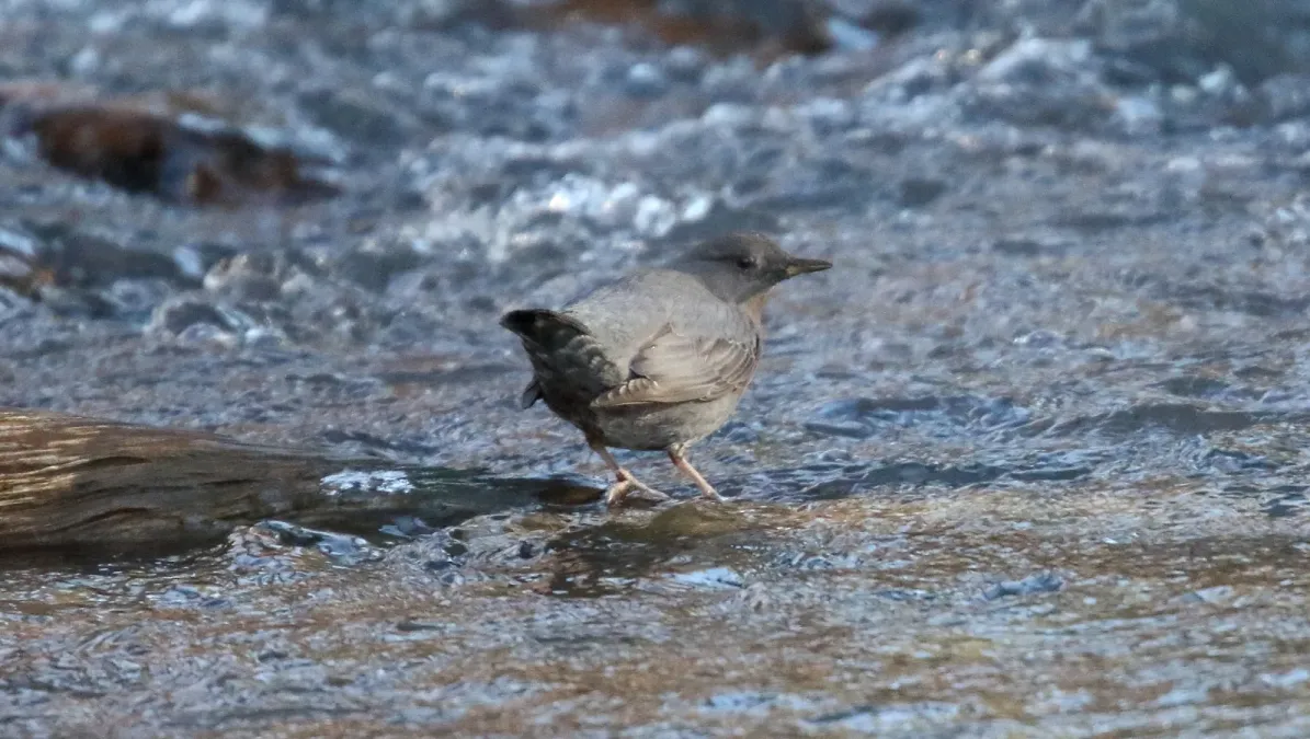 File:American Dipper (Cinclus mexicanus) (25720394461).jpg