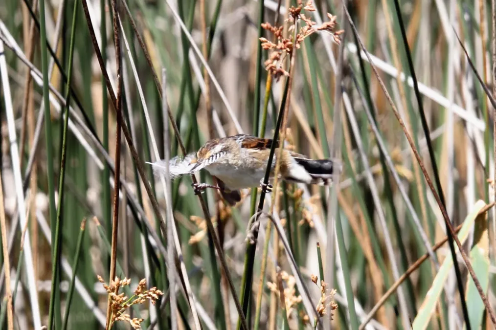 File:Wren-like Rushbird (Phleocryptes melanops) (15623048784).jpg