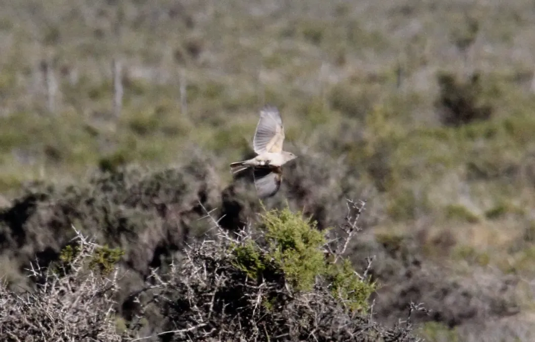 File:Lesser Shrike-tyrant (Agriornis murinus) (15774887567).jpg