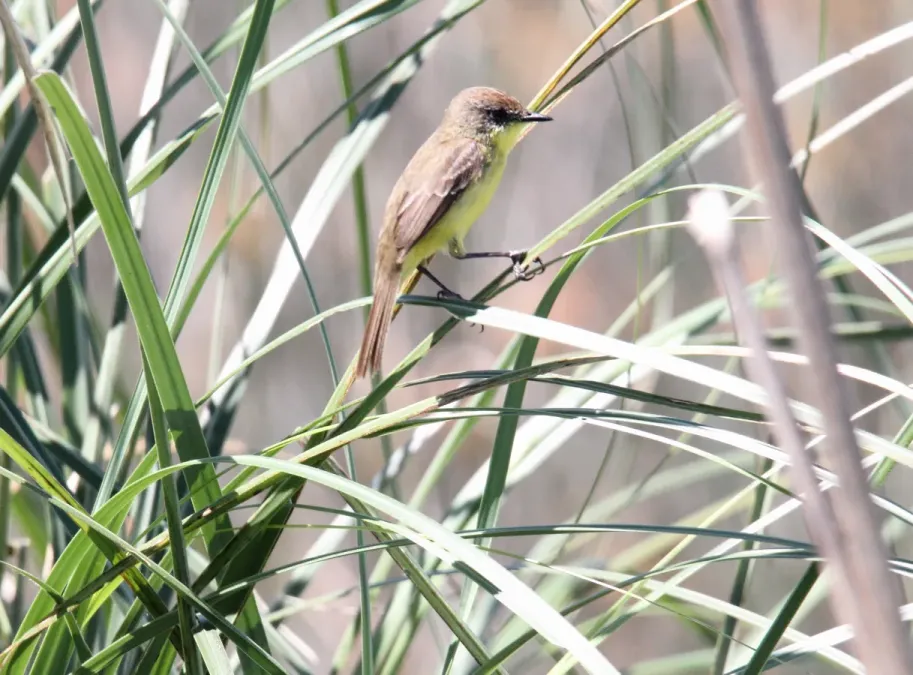 File:Warbling Doradito (Pseudocolopteryx flaviventris) (15774579369).jpg