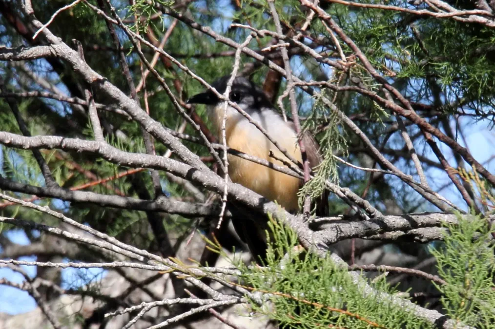 File:Dark-billed Cuckoo (Coccyzus melacoryphus) (15337847734).jpg