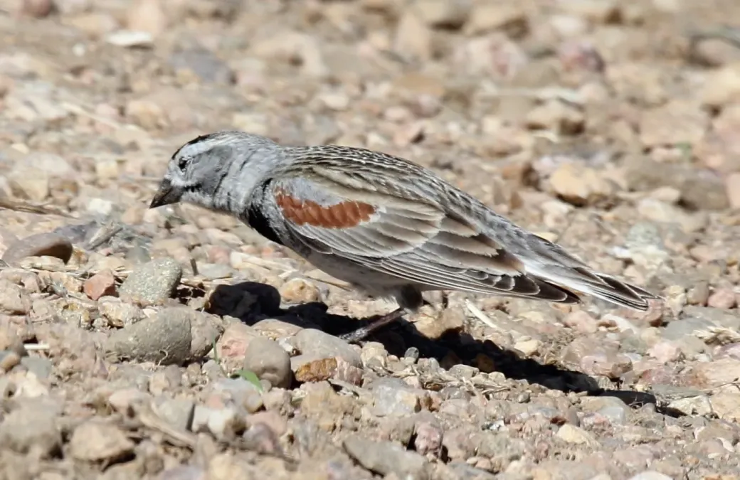 File:Thick-billed Longspur (Rhynchophanes mccownii) (14069566184).jpg