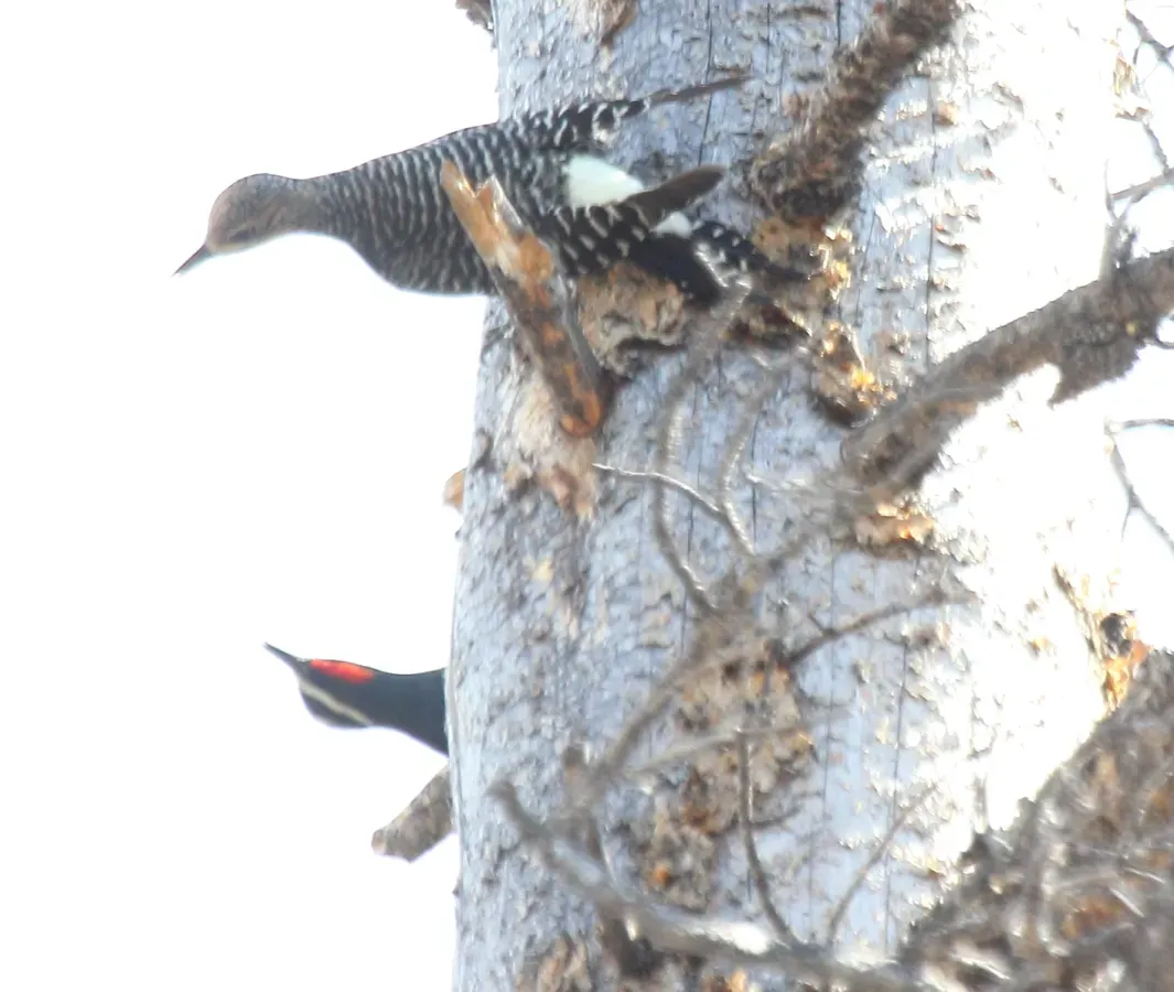 File:Williamson's Sapsucker (Sphyrapicus thyroideus) (14065930362).jpg