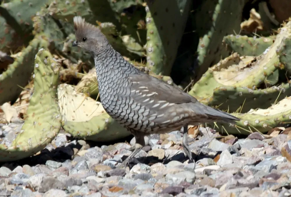 File:Scaled Quail (Callipepla squamata) (13853539625).jpg