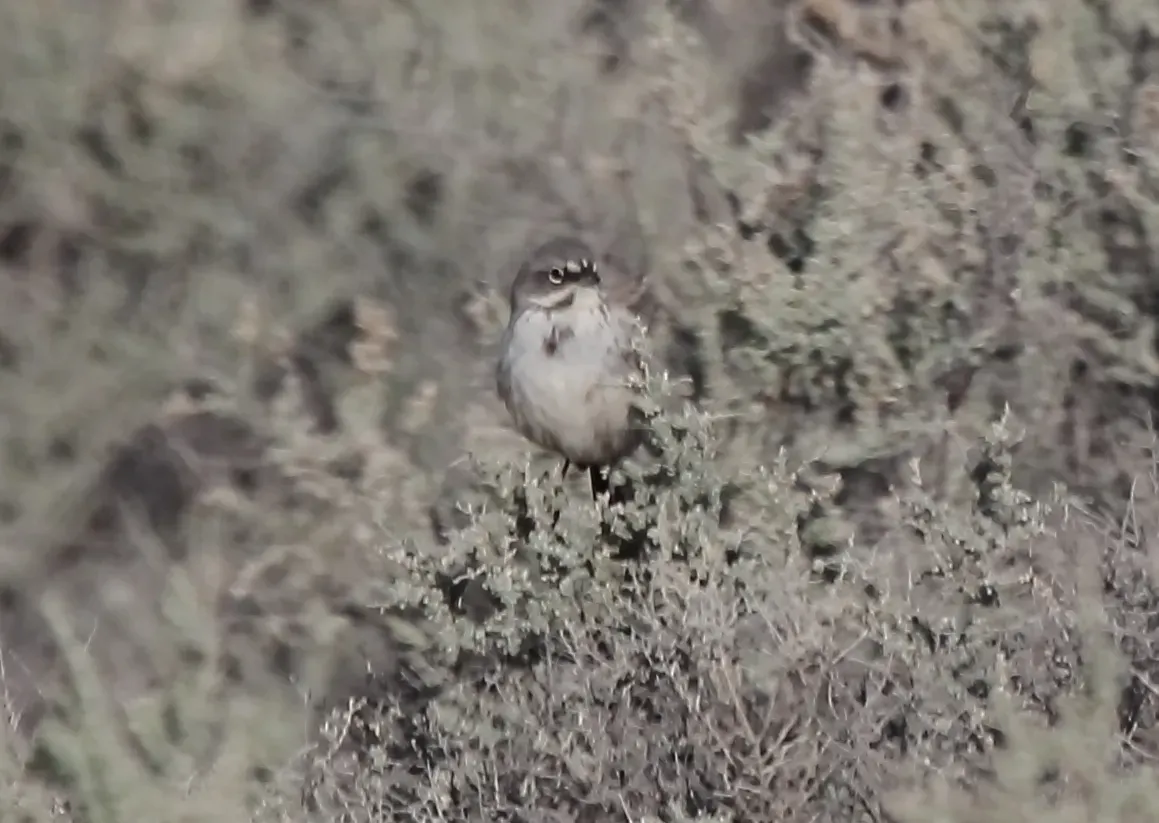 File:Bell's Sparrow (Artemisiospiza belli canescens) (13853476803).jpg