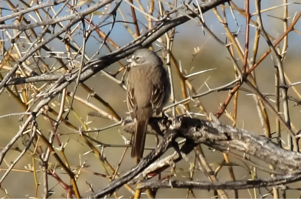 File:Bell's Sparrow (Artemisiospiza belli canescens) (13853472293).jpg