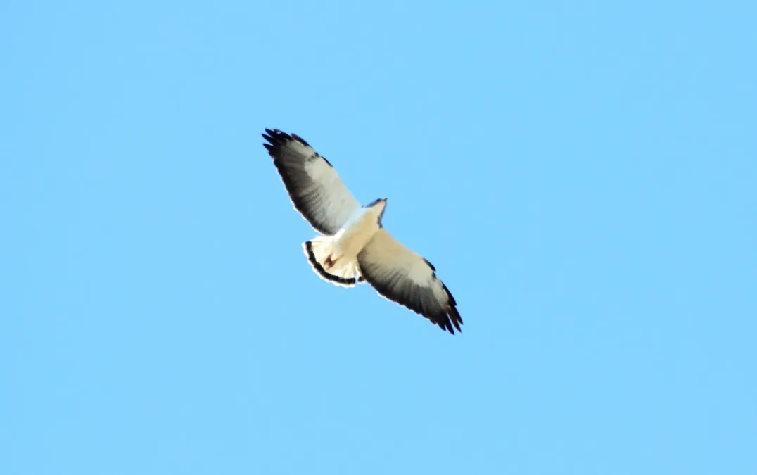 File:White-tailed Hawk (Geranoaetus albicaudatus) (12260430634).jpg