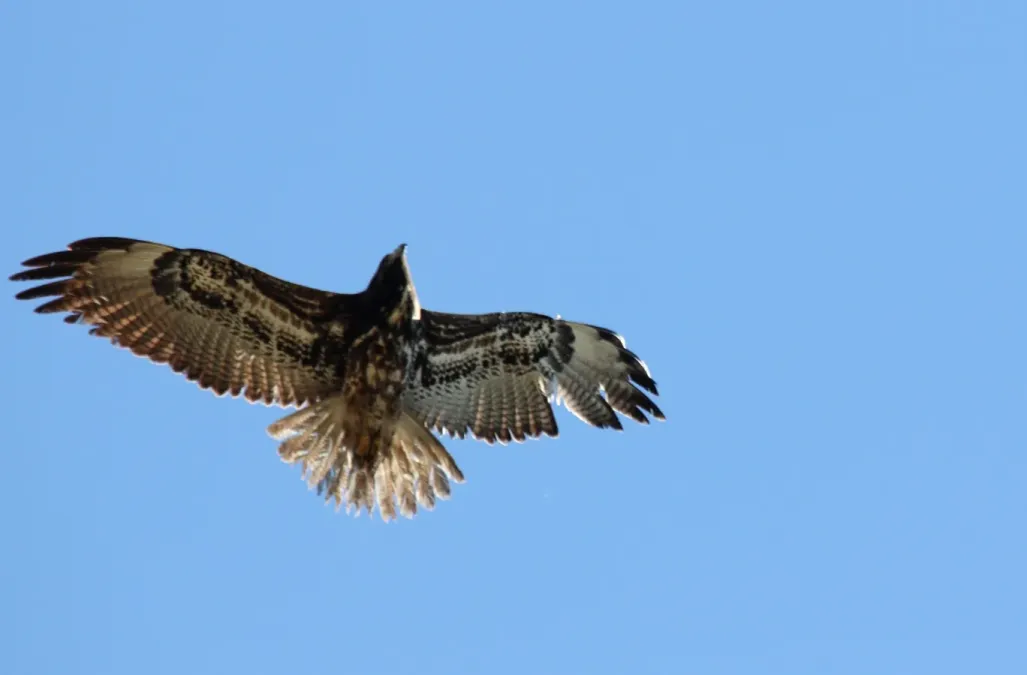 File:White-tailed Hawk (Geranoaetus albicaudatus) (12259990425).jpg