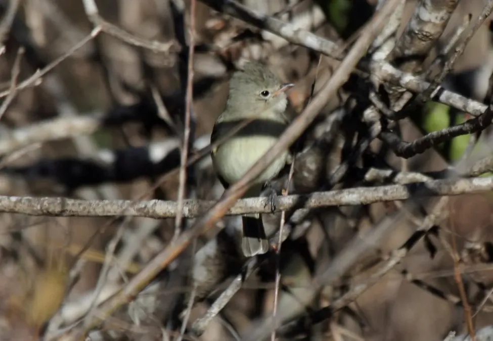 File:Northern Beardless-Tyrannulet (Camptostoma imberbe) (12260553606).jpg