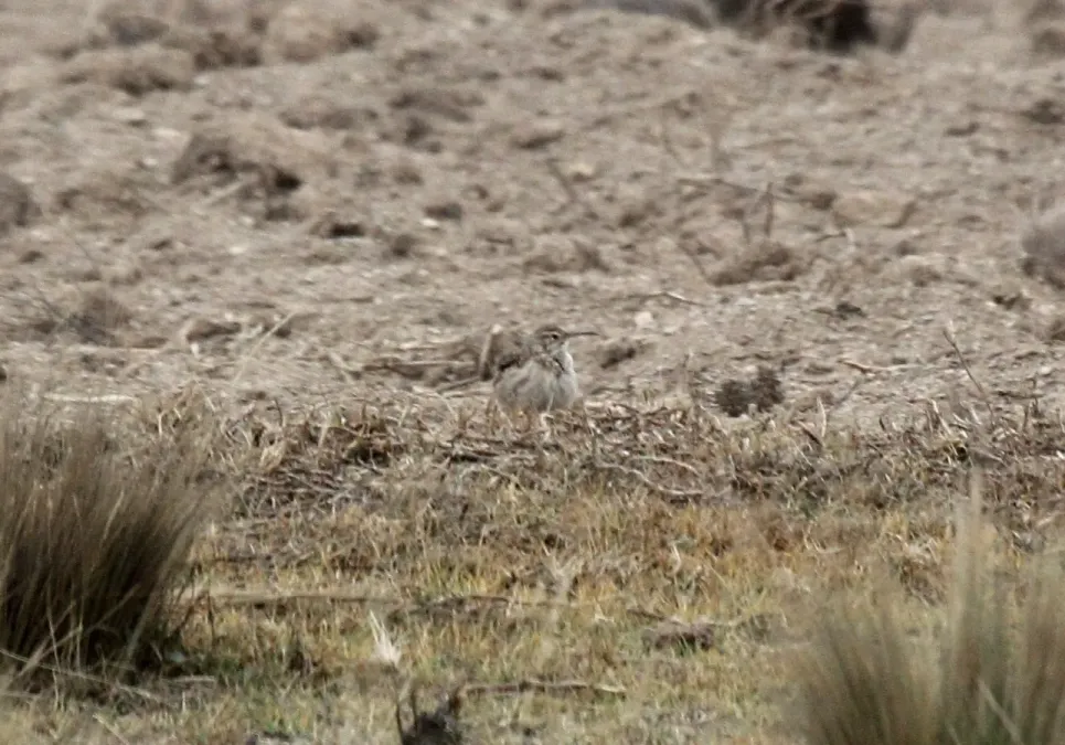 File:Slender-billed Miner (Geositta tenuirostris) (9566627496).jpg