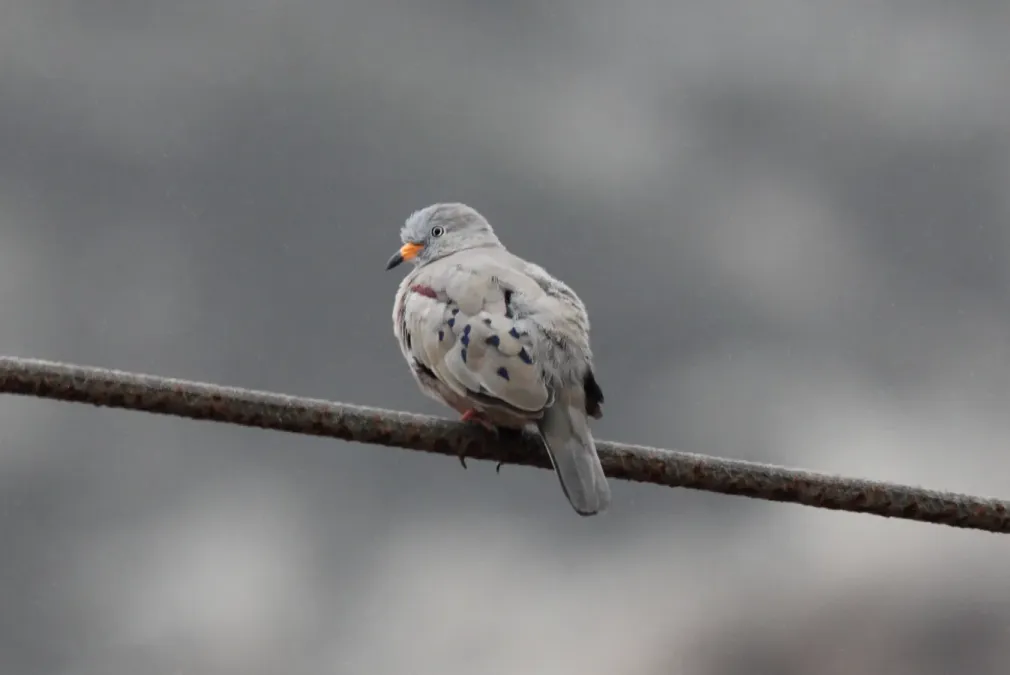 File:Croaking Ground-Dove (Columbina cruziana) (9563159961).jpg