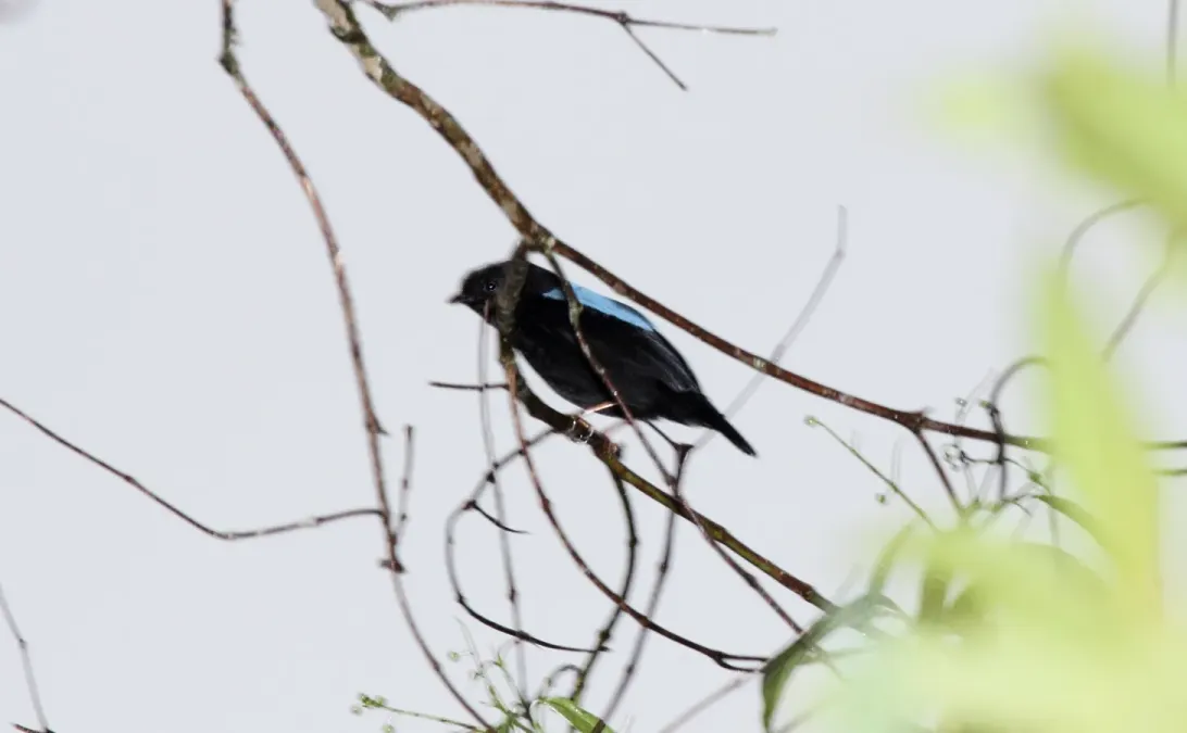 File:Yungas Manakin (Chiroxiphia boliviana) (9563150699).jpg