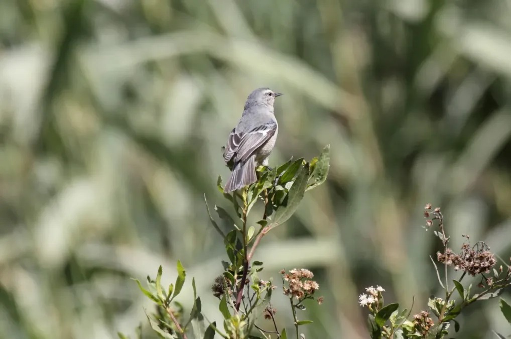 File:Cinereous Conebill (Conirostrum cinereum) (9496969599).jpg