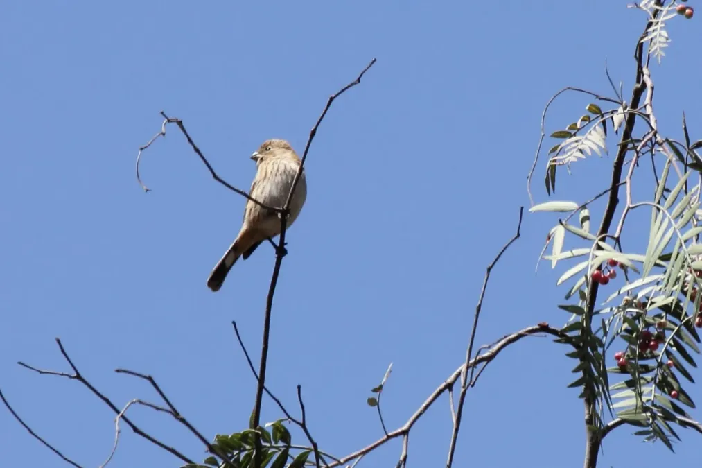 File:Band-tailed Seedeater (Catamenia analis) (9496965925).jpg