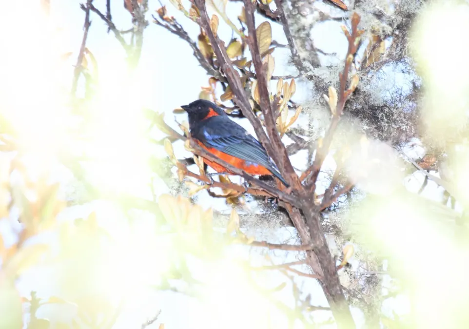 File:Scarlet-bellied Mountain-Tanager (Anisognathus igniventris) (9496952069).jpg