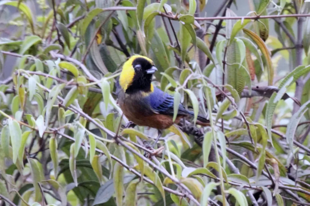 File:Golden-collared Tanager (Iridosornis jelskii) (9496945399).jpg