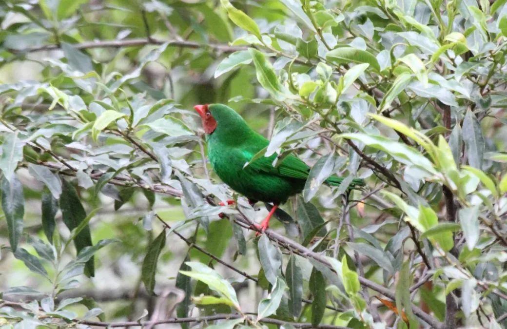 File:Grass-green Tanager (Chlorornis riefferii) (9499744622).jpg
