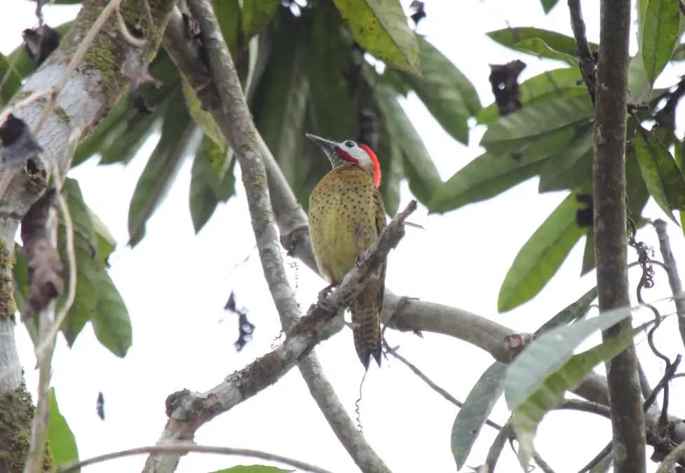 File:Spot-breasted Woodpecker (Colaptes punctigula) (9499727874).jpg