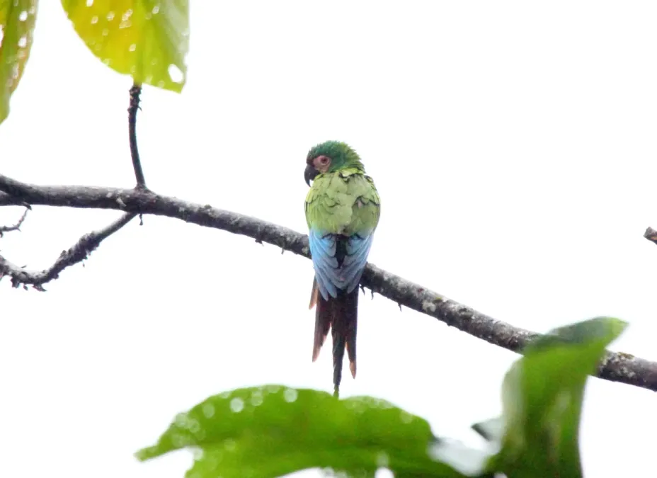 File:Chestnut-fronted Macaw (Ara severus) (9496924301).jpg